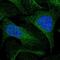 KIAA0513 antibody, PA5-53165, Invitrogen Antibodies, Immunofluorescence image 