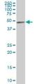 Cytoplasmic protein NCK2 antibody, H00008440-B01P, Novus Biologicals, Western Blot image 