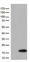 Diazepam Binding Inhibitor, Acyl-CoA Binding Protein antibody, CF813117, Origene, Western Blot image 