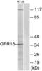 G Protein-Coupled Receptor 18 antibody, LS-C120621, Lifespan Biosciences, Western Blot image 