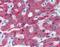 Complement Factor H antibody, orb88536, Biorbyt, Immunohistochemistry paraffin image 