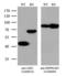 Argininosuccinate Synthase 1 antibody, LS-C791958, Lifespan Biosciences, Western Blot image 