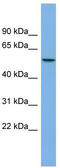 Ethanolamine-Phosphate Phospho-Lyase antibody, TA346846, Origene, Western Blot image 