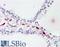 Lipocalin 2 antibody, 45-839, ProSci, Western Blot image 