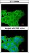Kinesin Family Member 11 antibody, GTX109054, GeneTex, Immunofluorescence image 