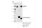 NEDD9-interacting protein with calponin homology and LIM domains antibody, 41112S, Cell Signaling Technology, Immunoprecipitation image 