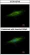 Lysosomal Associated Membrane Protein 3 antibody, GTX112715, GeneTex, Immunofluorescence image 