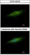 CD208 antibody, GTX112715, GeneTex, Immunofluorescence image 