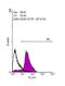 POU Class 5 Homeobox 1 antibody, NBP2-15053, Novus Biologicals, Flow Cytometry image 