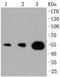 Phosphoinositide 3 kinase, p110 gamma antibody, NBP2-67329, Novus Biologicals, Western Blot image 