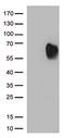 Mucosal Vascular Addressin Cell Adhesion Molecule 1 antibody, LS-C796800, Lifespan Biosciences, Western Blot image 