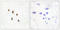 Mevalonate Kinase antibody, LS-C118984, Lifespan Biosciences, Immunohistochemistry frozen image 