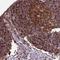 Major Histocompatibility Complex, Class II, DR Alpha antibody, NBP2-38619, Novus Biologicals, Immunohistochemistry frozen image 