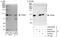 Elongin A antibody, A300-943A, Bethyl Labs, Western Blot image 