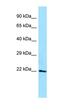 Apolipoprotein M antibody, orb331246, Biorbyt, Western Blot image 