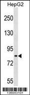 TSC22 Domain Family Member 2 antibody, 58-548, ProSci, Western Blot image 