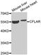 CASP8 And FADD Like Apoptosis Regulator antibody, MBS128634, MyBioSource, Western Blot image 