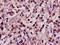 NRSF antibody, orb13623, Biorbyt, Immunohistochemistry paraffin image 