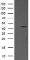 Mitogen-Activated Protein Kinase Kinase 1 antibody, LS-C788018, Lifespan Biosciences, Western Blot image 