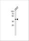 Apolipoprotein L1 antibody, A01841-2, Boster Biological Technology, Western Blot image 