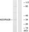 Adenosine A2b Receptor antibody, LS-C120624, Lifespan Biosciences, Western Blot image 