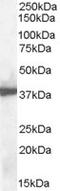 Apurinic/Apyrimidinic Endodeoxyribonuclease 1 antibody, EB05345, Everest Biotech, Western Blot image 