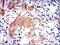 GST 3-3 antibody, NBP2-22186, Novus Biologicals, Immunohistochemistry frozen image 