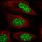 Nicotinamide Nucleotide Adenylyltransferase 1 antibody, HPA059447, Atlas Antibodies, Immunofluorescence image 