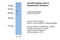 ETS Transcription Factor ERG antibody, 31-156, ProSci, Western Blot image 