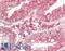 Jagged Canonical Notch Ligand 2 antibody, LS-B13352, Lifespan Biosciences, Immunohistochemistry paraffin image 