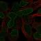 G Protein-Coupled Receptor 37 antibody, PA5-65344, Invitrogen Antibodies, Immunofluorescence image 