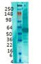 Solute Carrier Family 17 Member 7 antibody, NBP2-59329, Novus Biologicals, Western Blot image 