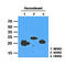 HRas Proto-Oncogene, GTPase antibody, GTX57577, GeneTex, Western Blot image 