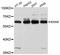 Endothelial Cell Adhesion Molecule antibody, STJ114102, St John