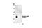 CRK Proto-Oncogene, Adaptor Protein antibody, 3491S, Cell Signaling Technology, Western Blot image 