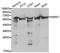 GTPase Activating Protein And VPS9 Domains 1 antibody, orb325014, Biorbyt, Western Blot image 