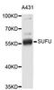 SUFU Negative Regulator Of Hedgehog Signaling antibody, abx127058, Abbexa, Western Blot image 