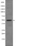 B-cell lymphoma 3 protein antibody, abx148574, Abbexa, Western Blot image 
