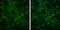 Tubulin Beta 3 Class III antibody, GTX130245, GeneTex, Immunofluorescence image 