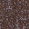 Peptidylprolyl Isomerase B antibody, NBP1-85358, Novus Biologicals, Immunohistochemistry frozen image 