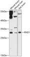 Rho Family GTPase 1 antibody, 15-160, ProSci, Western Blot image 