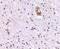 Transmembrane Channel Like 8 antibody, NBP1-76903, Novus Biologicals, Immunohistochemistry paraffin image 