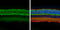 Solute Carrier Family 1 Member 3 antibody, GTX131623, GeneTex, Immunohistochemistry paraffin image 