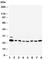 RAB5A, Member RAS Oncogene Family antibody, R30866, NSJ Bioreagents, Western Blot image 