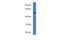 Adiponectin Receptor 2 antibody, GTX48936, GeneTex, Western Blot image 