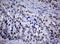 Nibrin antibody, LS-C175608, Lifespan Biosciences, Immunohistochemistry frozen image 