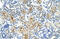 TATA-Box Binding Protein Associated Factor 6 antibody, 28-165, ProSci, Immunohistochemistry frozen image 