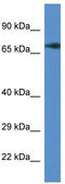 GUF1 Homolog, GTPase antibody, TA344716, Origene, Western Blot image 