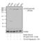 Mechanistic Target Of Rapamycin Kinase antibody, 44-1125G, Invitrogen Antibodies, Western Blot image 