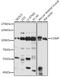 Cartilage Oligomeric Matrix Protein antibody, 15-297, ProSci, Western Blot image 